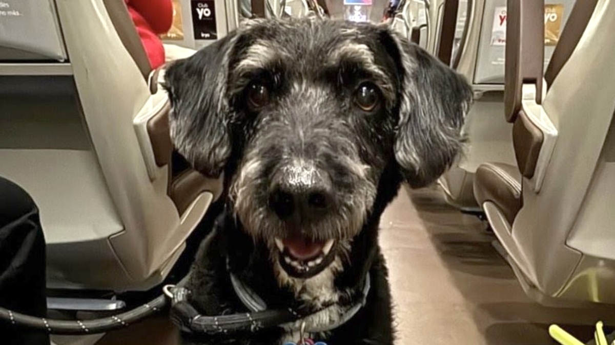 Localizan al perro Boro tras el accidente de tren en Adamuz