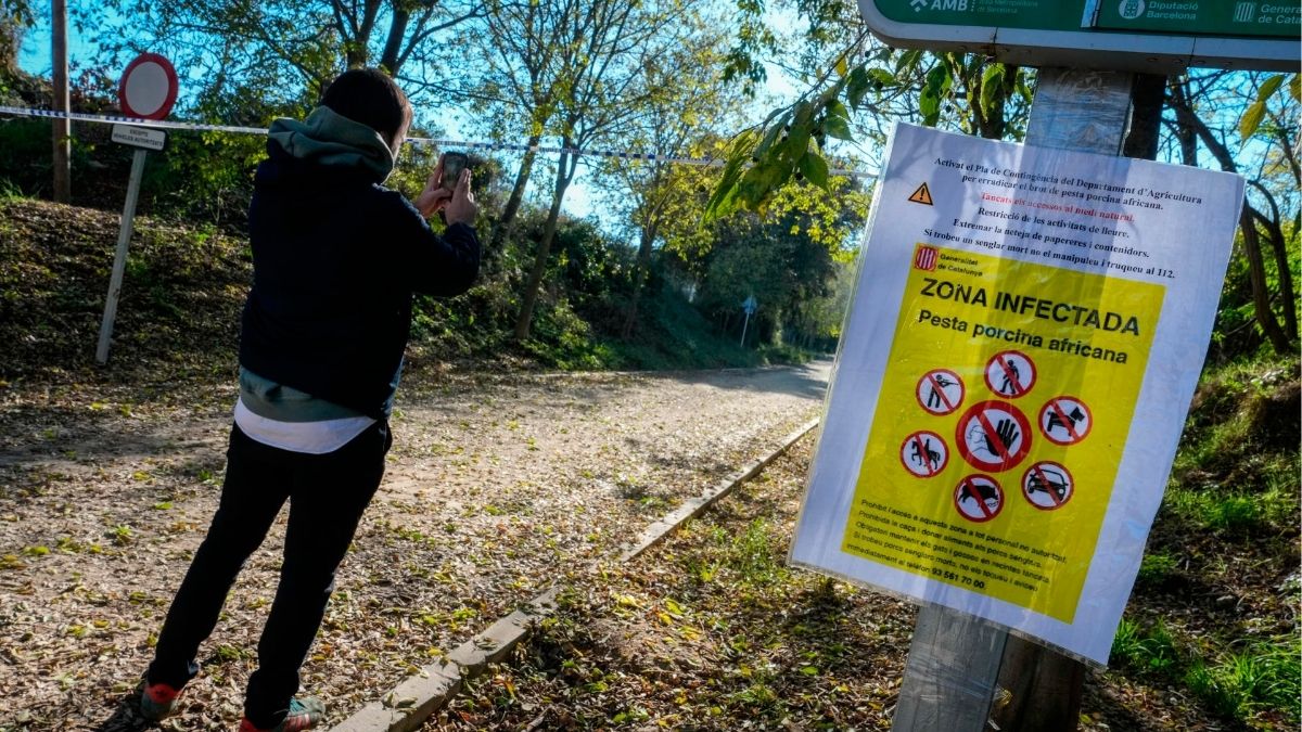 Cataluña flexibiliza restricciones por peste porcina