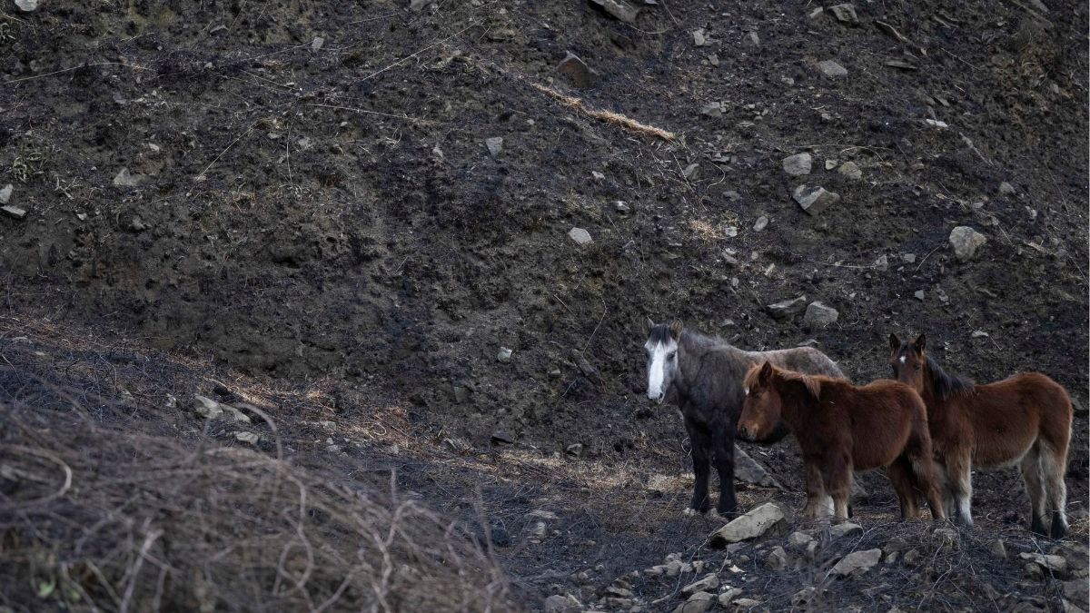 Cantabria rebaja el nivel de alerta por incendios forestales