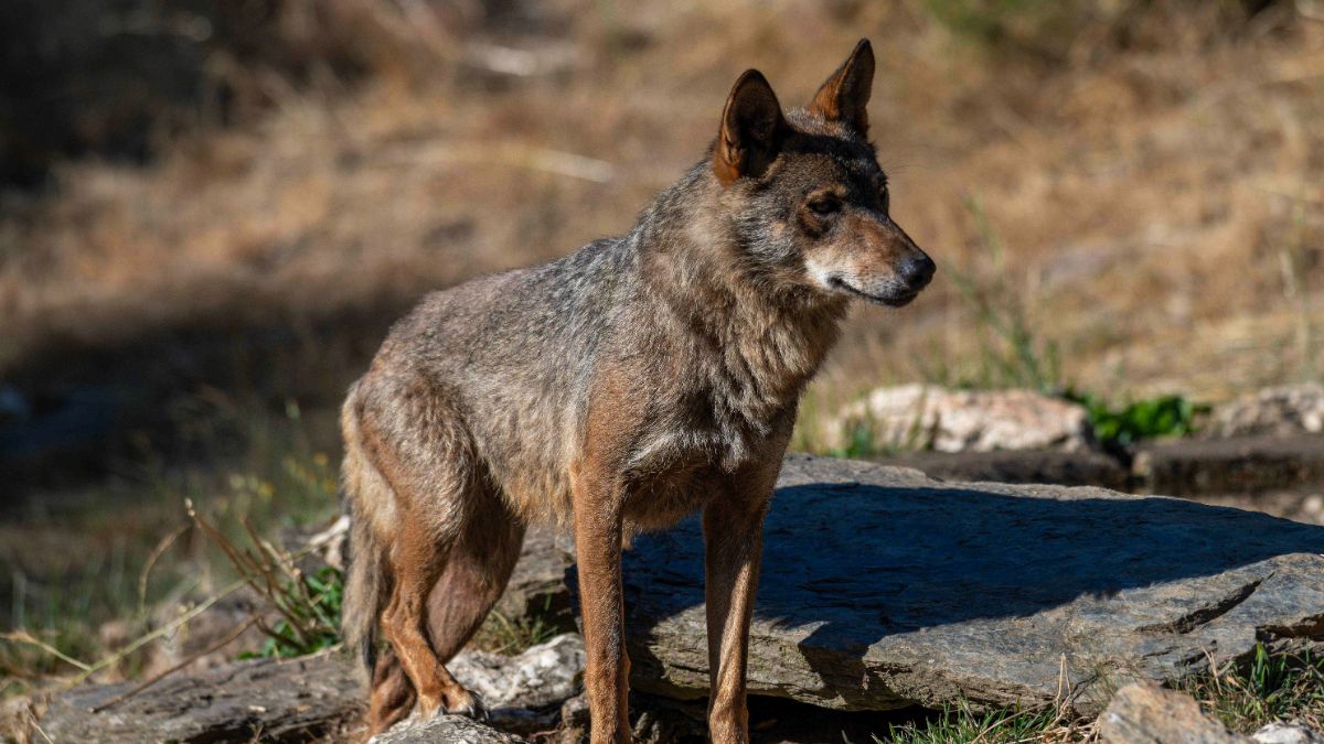 El Supremo avala cazar lobos solo para evitar daños al ganado