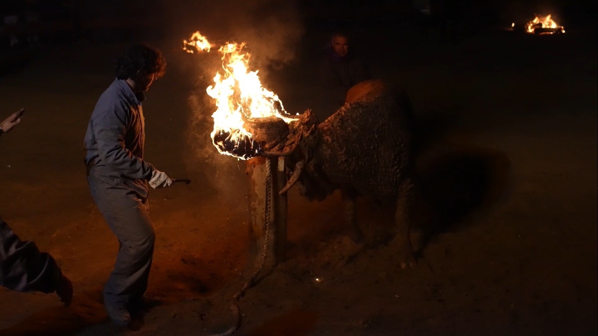 PACMA rechaza el Toro Jubilo como Bien de Interés Cultural