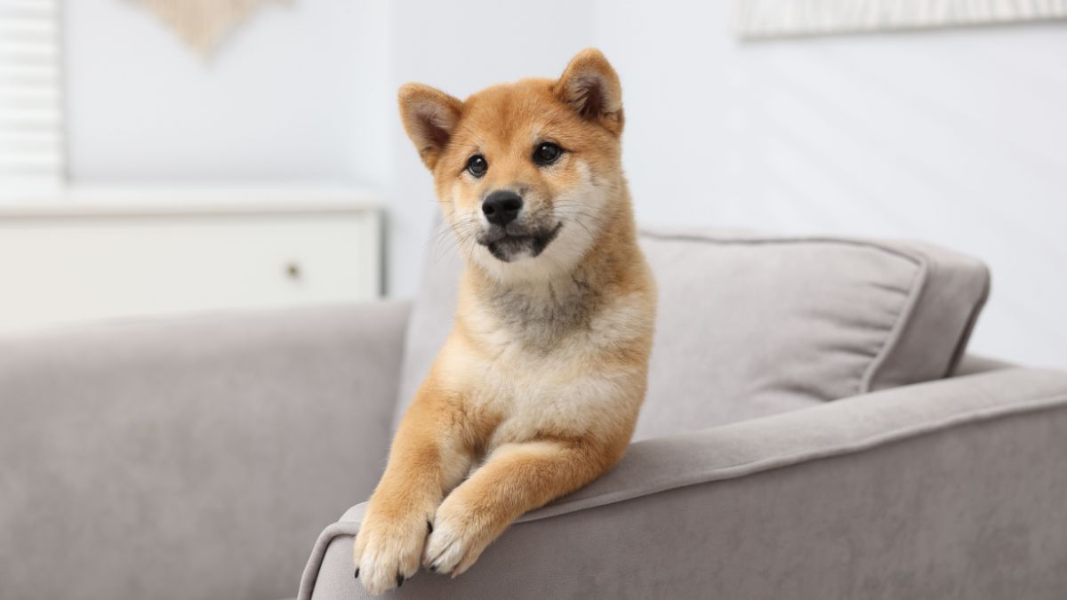 Mascotas en comunidades y la Ley de Propiedad Horizontal